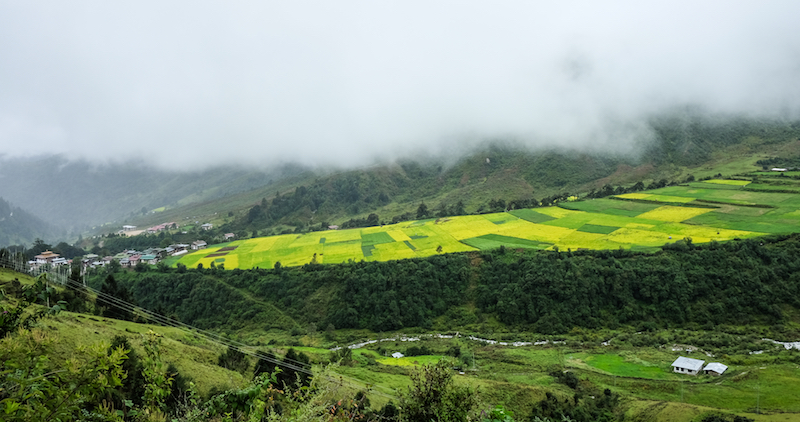 Terraced rice field in Thimphu, Bhutan