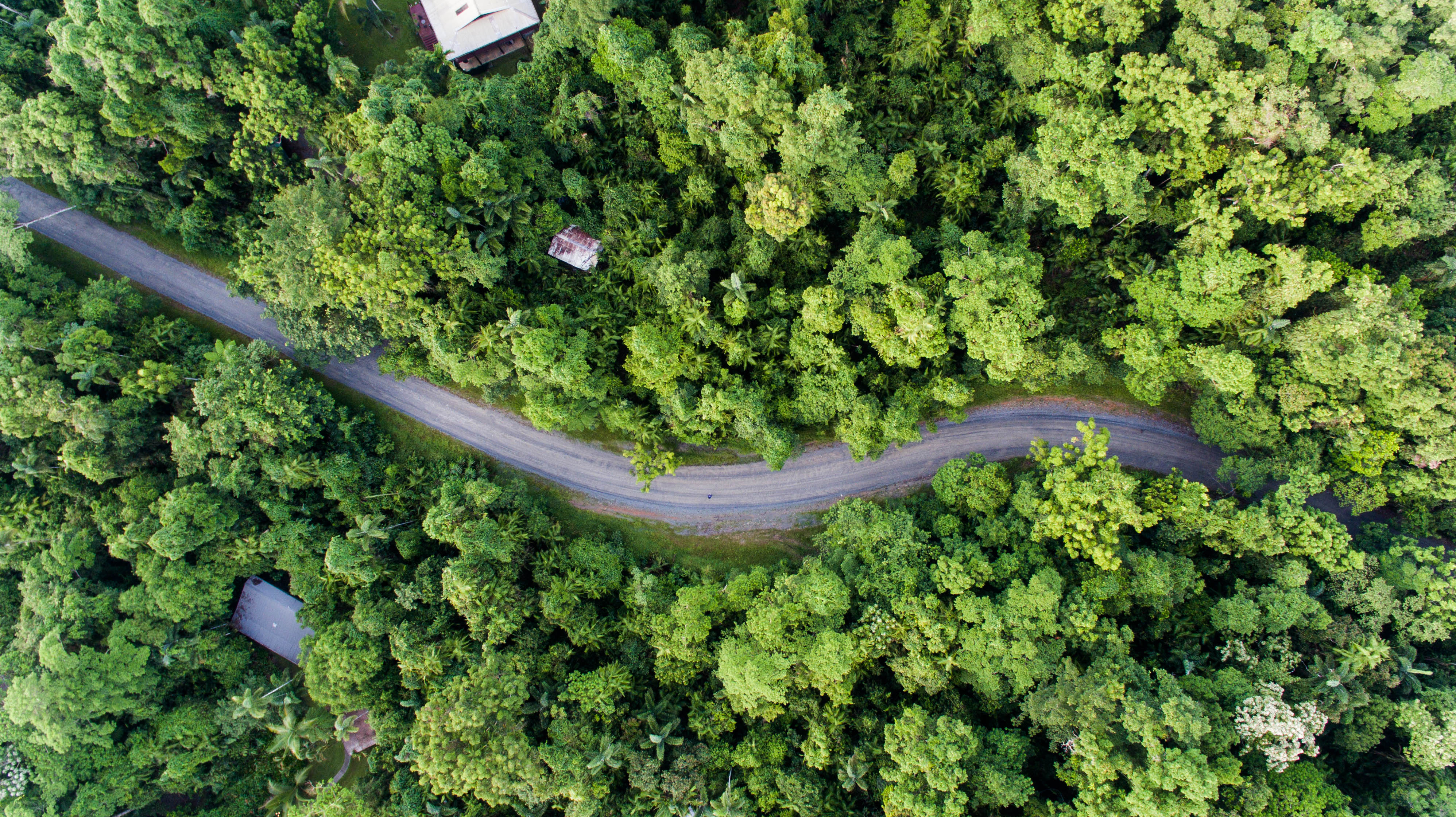 Daintree