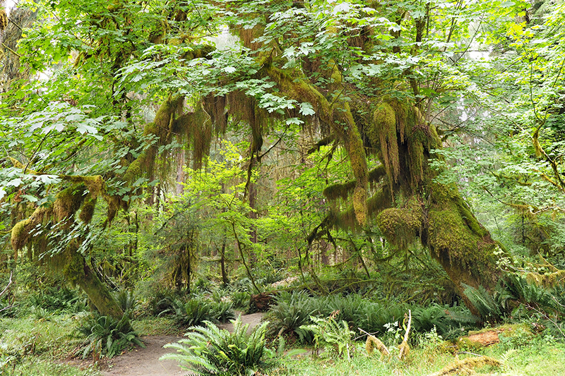 Olympic National Park in Seattle